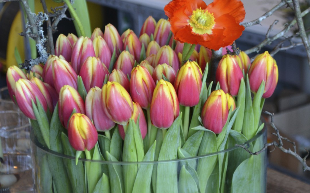 Tulpanens Dag firar 25-årsjubileum den 15 januari!