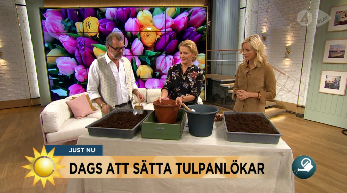 Jenny och Steffo planterar tulpaner