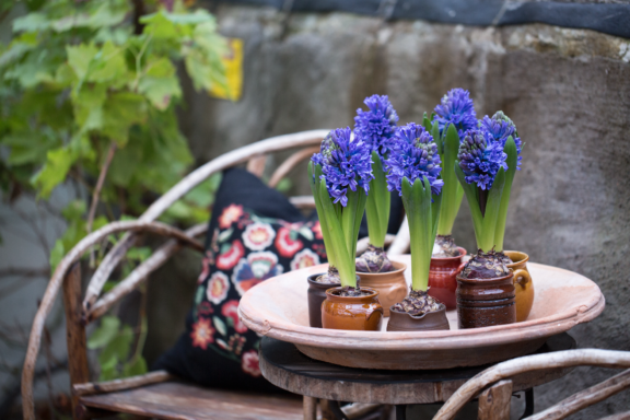 Tulpanguiden - Skötsel och tips för hyacinter – från lök till blomma