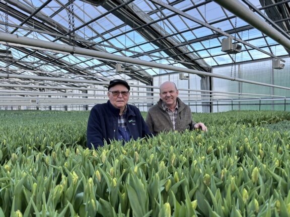 Tulpanguiden - Anrika Frillesås Handelsträdgård fyller 90 år